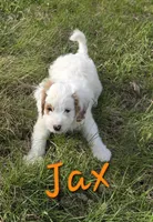 Jax, a male Cavapoo for sale in Newton, IA – Photo 2 of 4