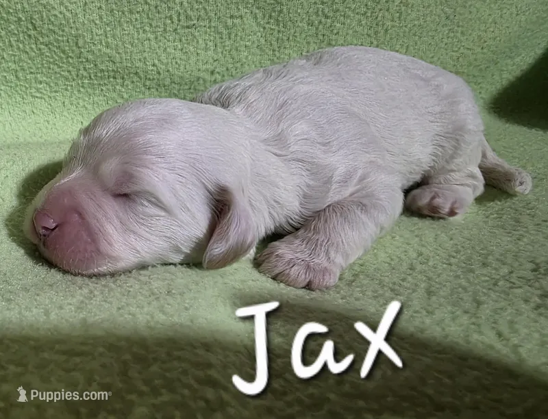 Jax