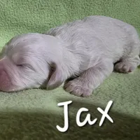 Jax, a male Cavapoo for sale in Fort Dodge, IA – Photo 1 of 2