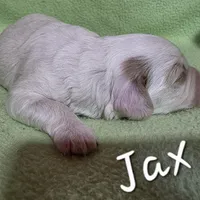 Jax, a male Cavapoo for sale in Fort Dodge, IA – Photo 2 of 2