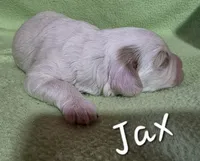 Jax, a male Cavapoo for sale in Iowa City, IA – Photo 2 of 2