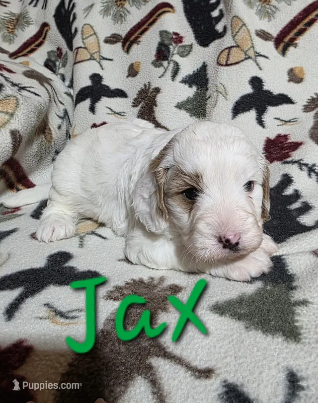 Jax – Cavapoo puppy for sale in Fort Dodge, IA