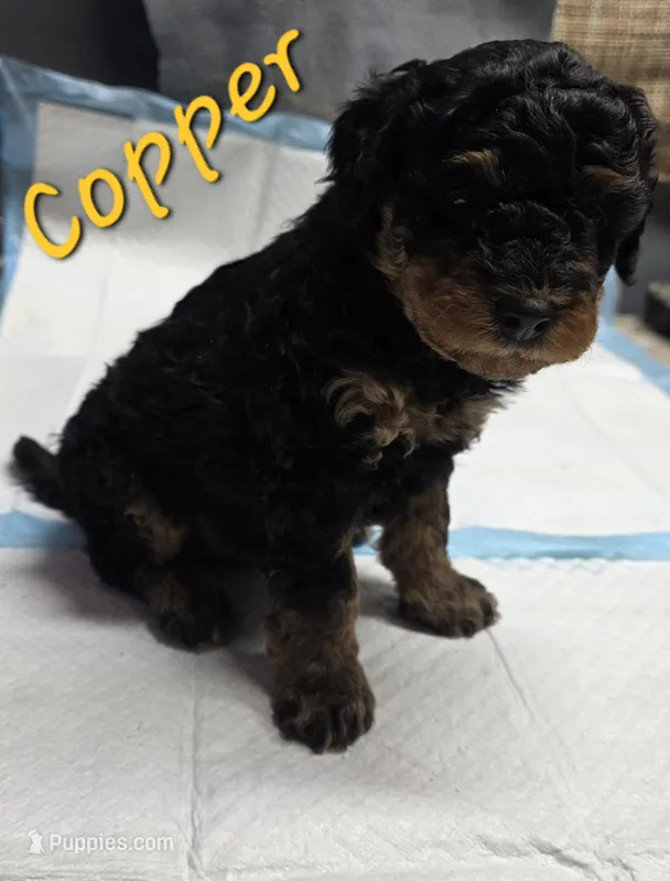 Copper – Poodle - Miniature  puppy for sale in Iowa City, IA