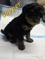 Copper, a male Poodle - Miniature  for sale in Iowa City, IA – 1 of 1