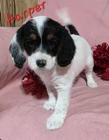 Harper, a female Beagle and Poodle - Miniature  for sale in Fort Dodge, IA – Photo 1 of 3