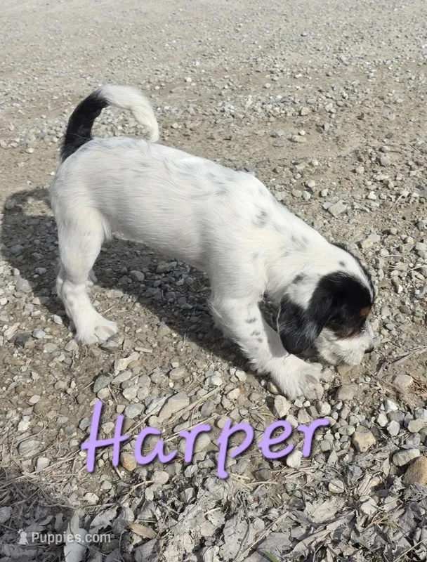 Harper – Beagle, Poodle - Miniature  puppy for sale in Fort Dodge, IA