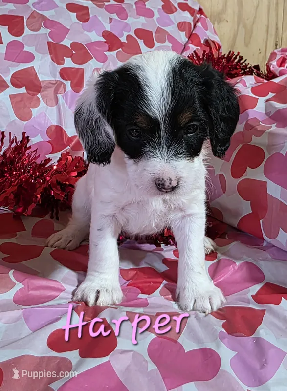Harper