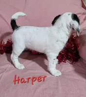 Harper, a female Beagle and Poodle - Miniature  for sale in Fort Dodge, IA – Photo 2 of 3