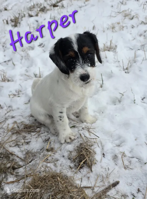 Harper – Beagle, Poodle - Miniature  puppy for sale in Iowa City, IA