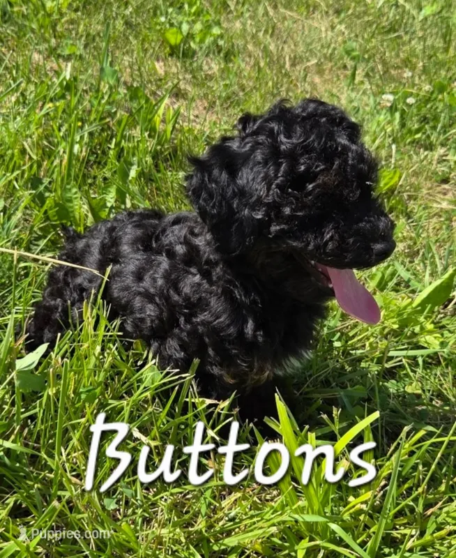 Buttons – Poodle - Miniature  puppy for sale in Iowa City, IA