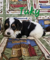 Tuky, a male Beagle and Poodle - Miniature  for sale in Fort Dodge, IA – 4 of 4