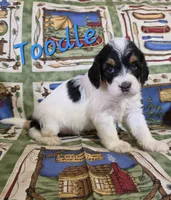 Toodle, a male Beagle and Poodle - Miniature  for sale in Fort Dodge, IA – 1 of 4