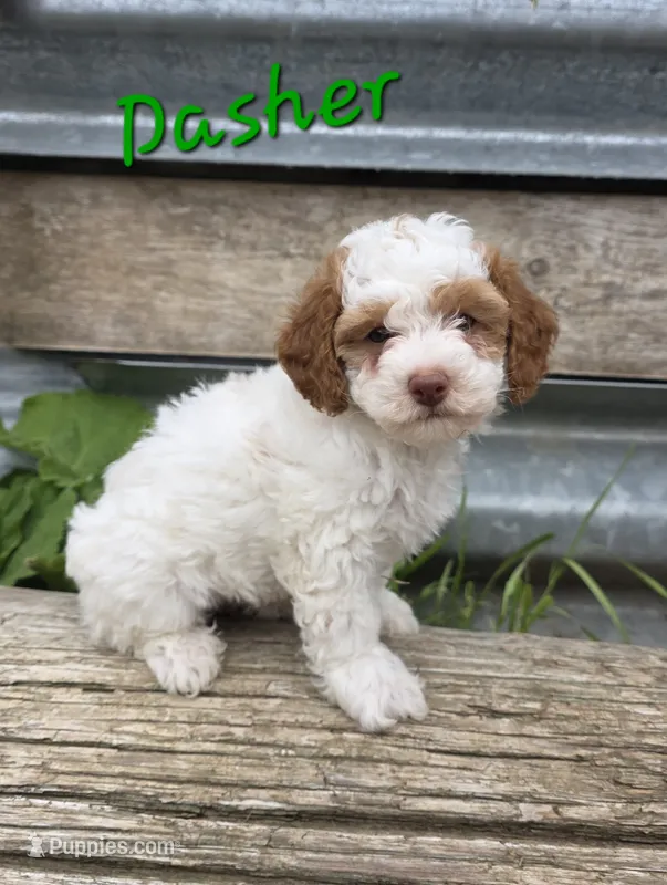 Dasher, a male Poodle - Miniature  for sale in Fort Dodge, IA – 1 of 2