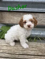 Dasher, a male Poodle - Miniature  for sale in Fort Dodge, IA – 1 of 2