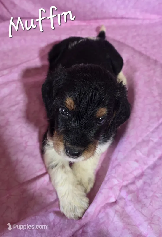 Muffin – Beagle, Poodle - Miniature  puppy for sale in Fort Dodge, IA