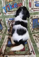 Tike, a male Beagle and Poodle - Miniature  for sale in Fort Dodge, IA – 2 of 3