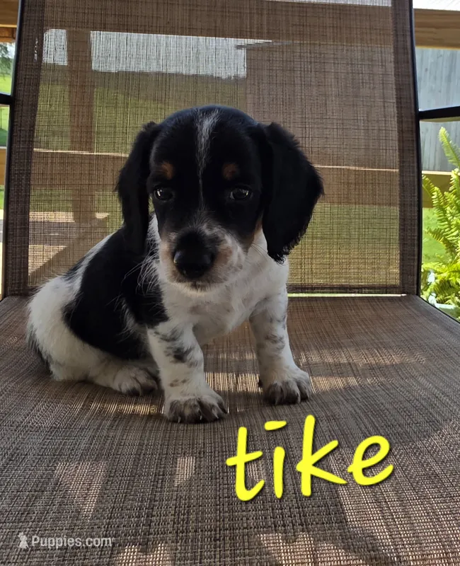 Tike – Beagle, Poodle - Miniature  puppy for sale in Des Moines, IA