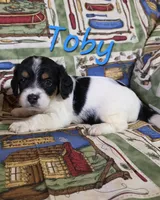 Toby, a male Beagle and Poodle - Miniature  for sale in Fort Dodge, IA – 2 of 3