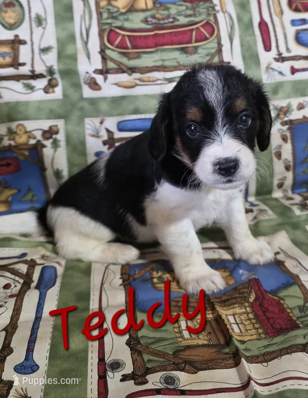 Teddy – Beagle, Poodle - Miniature  puppy for sale in Fort Dodge, IA
