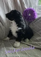 Snickerdoodle , a female Miniature Aussiedoodle for sale in Des Moines, IA – 3 of 4