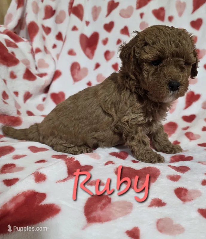Ruby – Poodle - Miniature  puppy for sale in Iowa City, IA