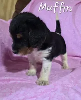 Muffin, a female Beagle and Poodle - Miniature  for sale in Fort Dodge, IA – 3 of 3