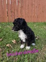 Snickerdoodle , a female Miniature Aussiedoodle for sale in Iowa City, IA – 2 of 3