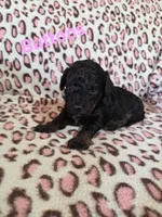 Buttons, a female Poodle - Miniature  for sale in Iowa City, IA – Photo 2 of 2