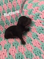 Buttons, a female Poodle - Miniature  for sale in Fort Dodge, IA – Photo 2 of 4