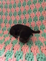 Buttons, a female Poodle - Miniature  for sale in Fort Dodge, IA – Photo 3 of 4