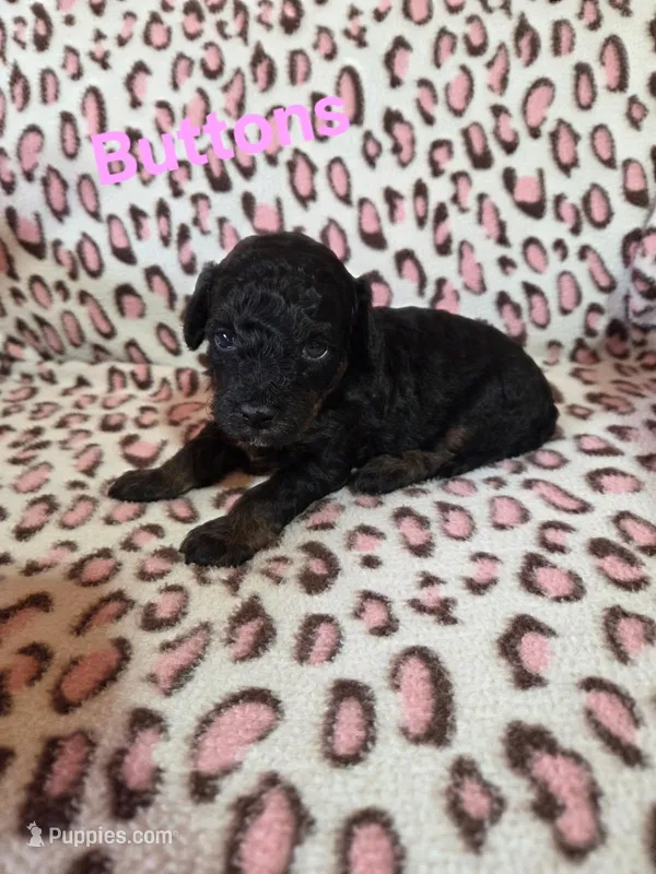 Buttons, a female Poodle - Miniature  for sale in Iowa City, IA – Photo 1 of 2