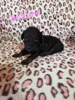 Buttons, a female Poodle - Miniature  for sale in Iowa City, IA – Photo 1 of 2