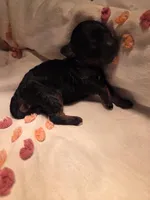 Buttons, a female Poodle - Miniature  for sale in Fort Dodge, IA – Photo 4 of 4