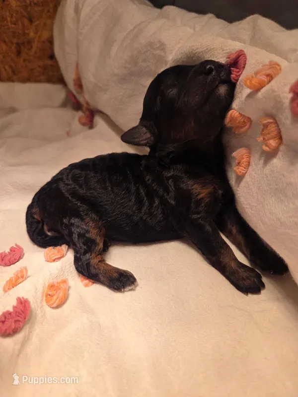 Buttons – Poodle - Miniature  puppy for sale in Fort Dodge, IA