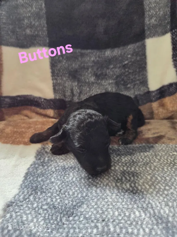 Buttons – Poodle - Miniature  puppy for sale in Newton, IA