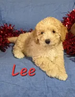 Lee, a male Poodle - Miniature  for sale in Fort Dodge, IA – Photo 1 of 2
