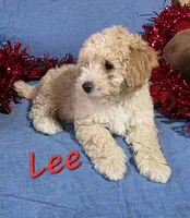 Lee, a male Poodle - Miniature  for sale in Fort Dodge, IA – Photo 2 of 2