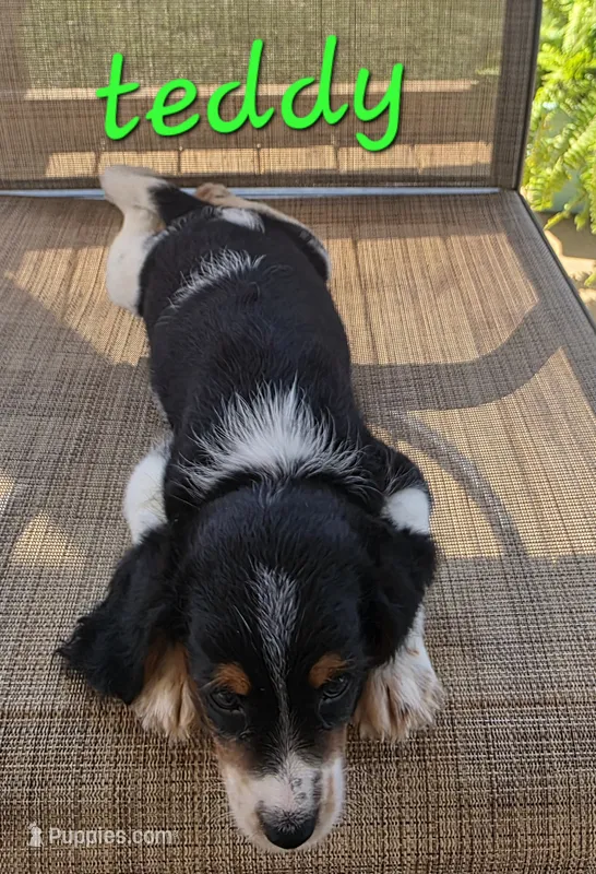 Teddy – Beagle, Poodle - Miniature  puppy for sale in Des Moines, IA