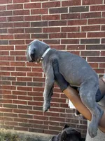 Stormcloud - Grey, a female Cane Corso for sale in Allen, TX – 2 of 2