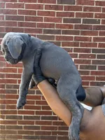 Caraxes - Black, a male Cane Corso for sale in Allen, TX – 2 of 2