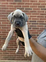 Moon Dancer - Orange, a female Cane Corso for sale in Allen, TX – 1 of 2