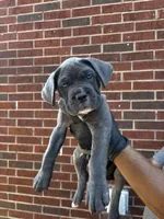 Stormcloud - Grey, a female Cane Corso for sale in Allen, TX – 1 of 2