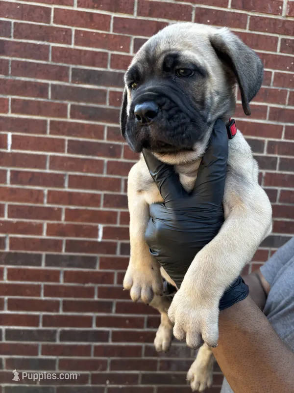 Tyraxes - Red – Cane Corso puppy for sale in Allen, TX
