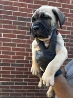 Tyraxes - Red, a male Cane Corso for sale in Allen, TX – 1 of 2