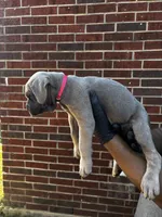 Dream Fyre - Pink, a female Cane Corso for sale in Allen, TX – 2 of 2