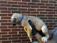 Vhager - Blue, a female Cane Corso for sale in Allen, TX – 2 of 2