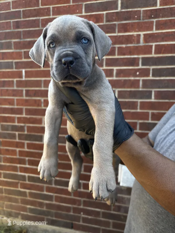 Dream Fyre - Pink – Cane Corso puppy for sale in Allen, TX