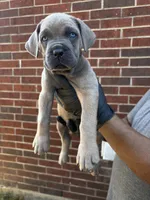 Dream Fyre - Pink, a female Cane Corso for sale in Allen, TX – 1 of 2