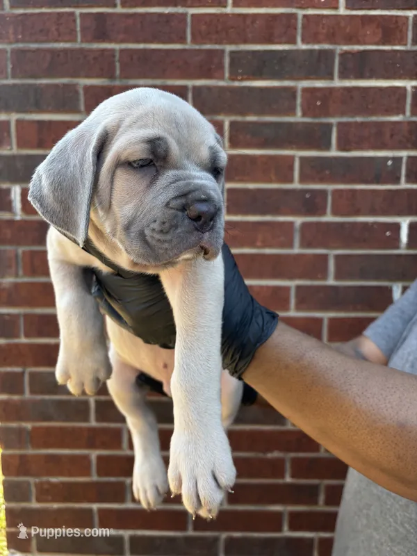 SeaSmoke - Brown – Cane Corso puppy for sale in Allen, TX