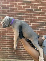 Siverwing - Purple, a female Cane Corso for sale in Allen, TX – 2 of 2